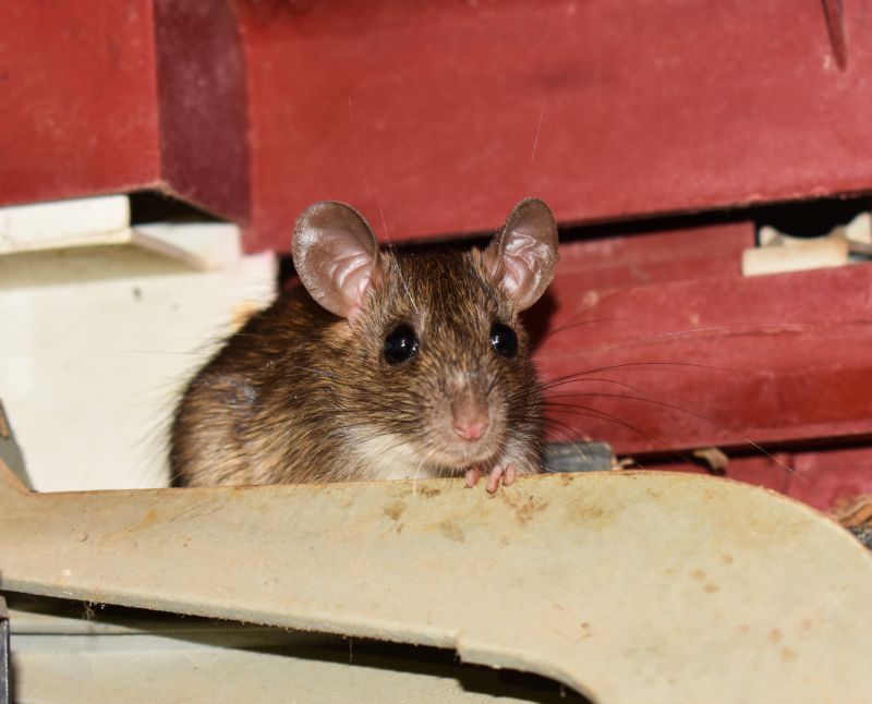 Mice And Rat Control Service