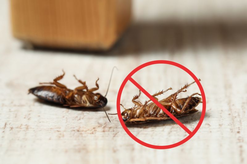 Cockroaches