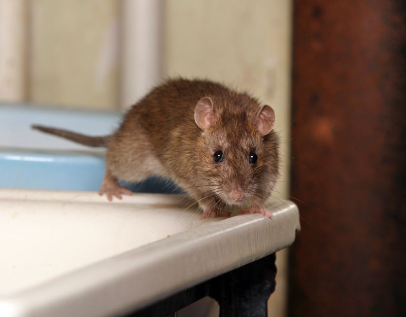 Health Risks Associated With Mice And Rats In Buildings