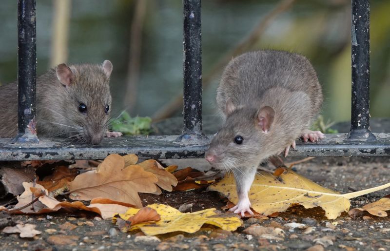 Rodents Active in Fall