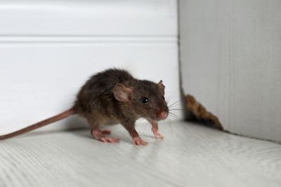 Residential Rodent Control Services