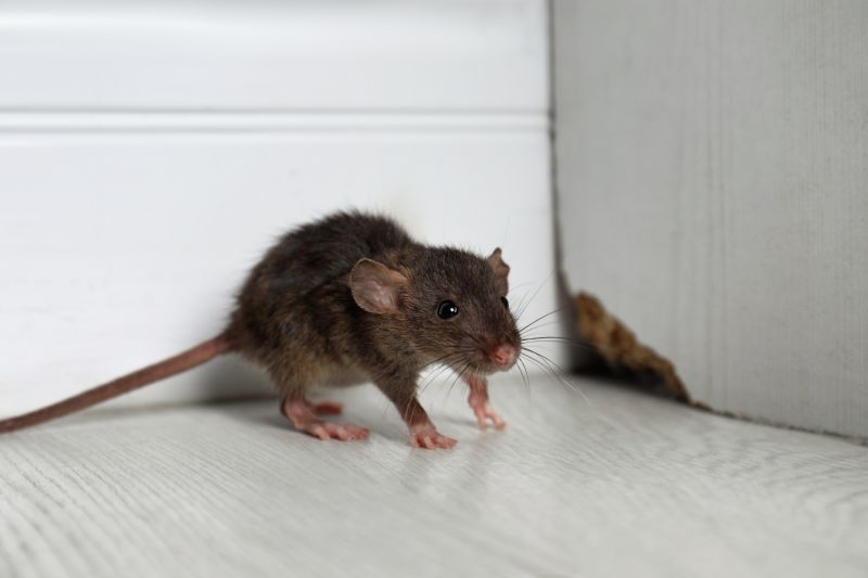 Commercial Rodent Management