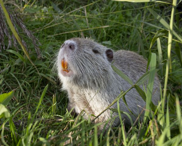 Muskrat Trapping